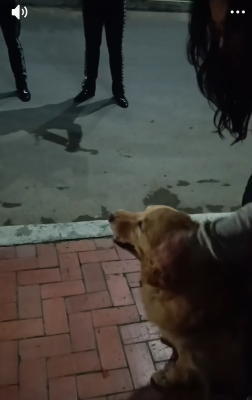 Familia le lleva mariachi a su perrita antes de dormirla 