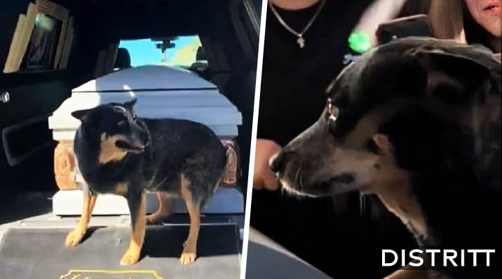 Perrito conmueve por aferrarse al ataúd de su dueño |VIDEO