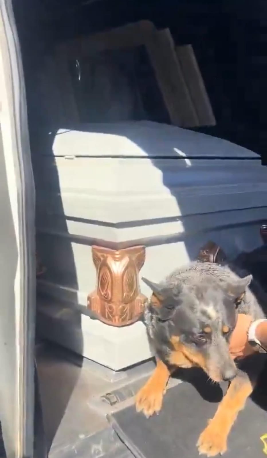 Perro se aferra a ataúd de su dueño fallecido