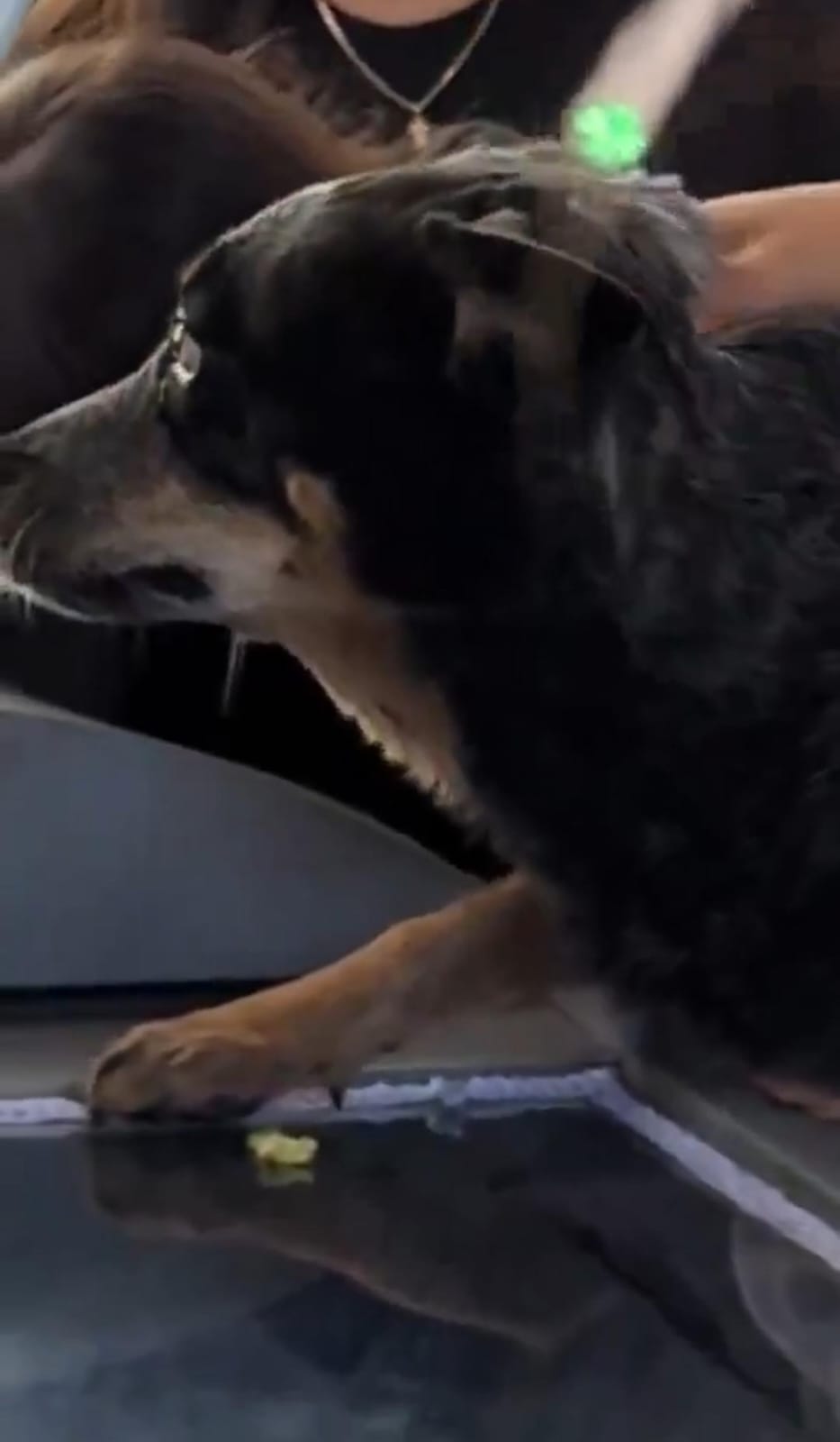 Video de perrito aferrándose a ataúd conmueve en redes
