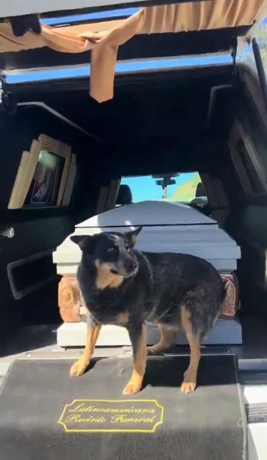 Perrito conmueve por aferrarse al ataúd de su dueño 