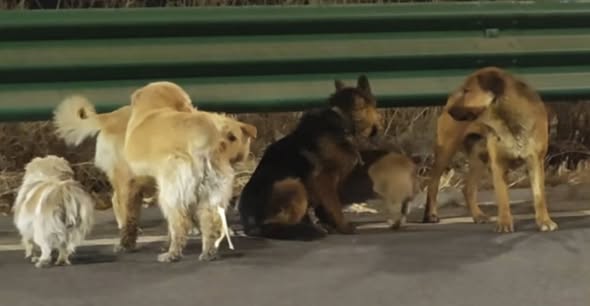 Perritos regresan solos a casa tras ser robados 