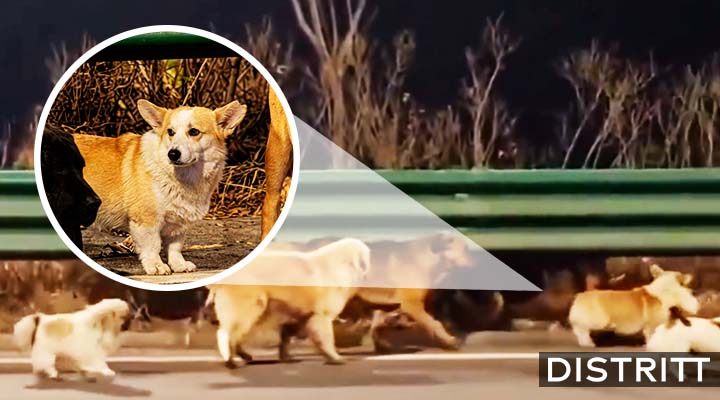 Perros escapan de secuestro y regresan solos a casa |VIDEO