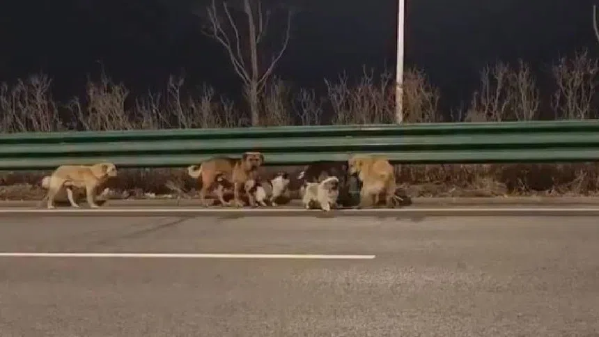 Perros escapan de secuestro y regresan solos a casa