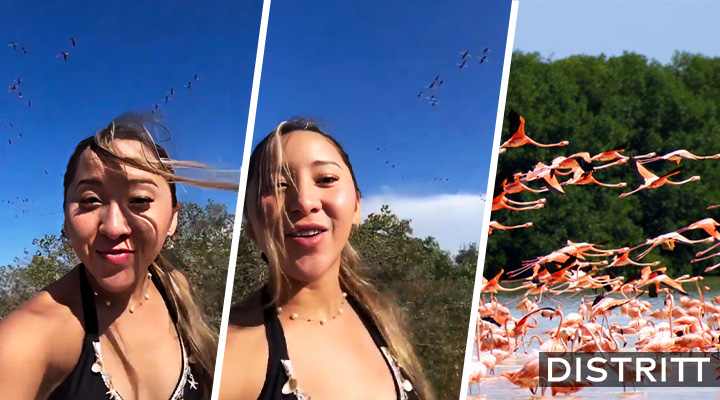 Influencer causa indignación por asustar a flamencos
