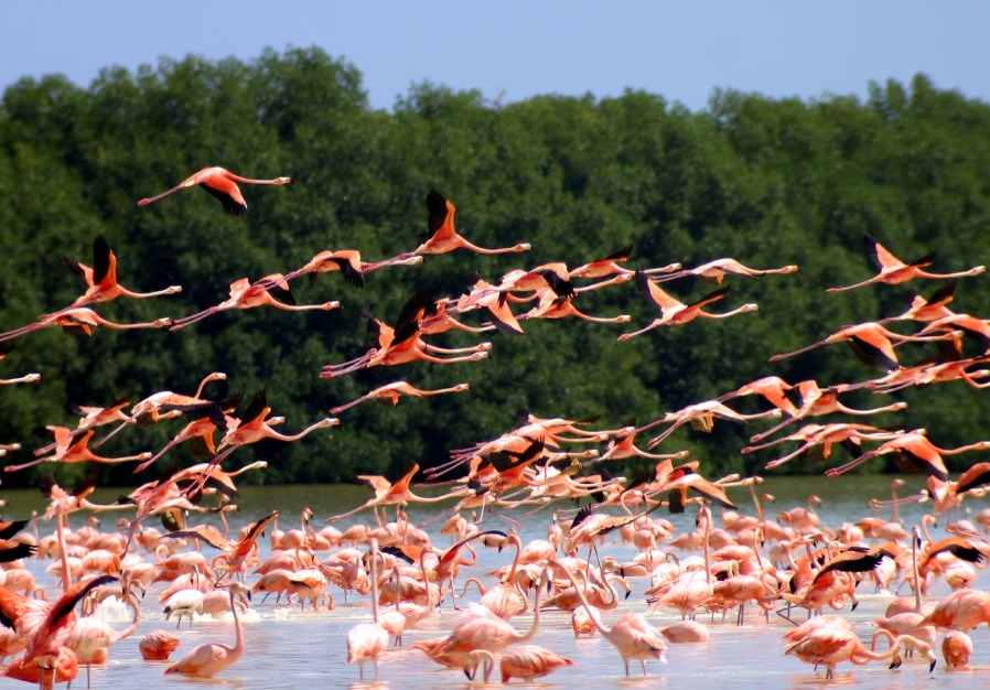 ¿qué sanciones podría enfrentar influencer que asustó a flamencos?