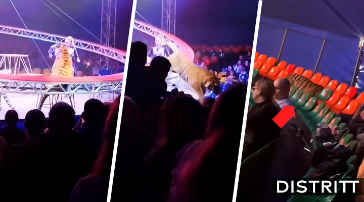 Tigre salta hacia el público durante show