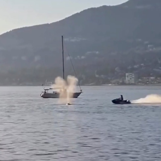 Hombre choca con una ballena