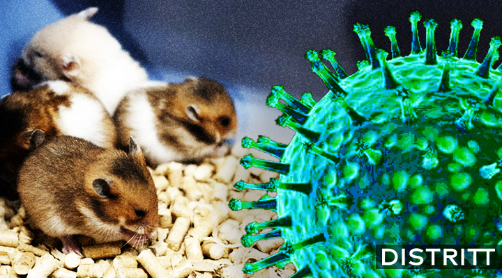 ¿Qué es el hantavirus y cuáles son sus síntomas? Esto se sabe