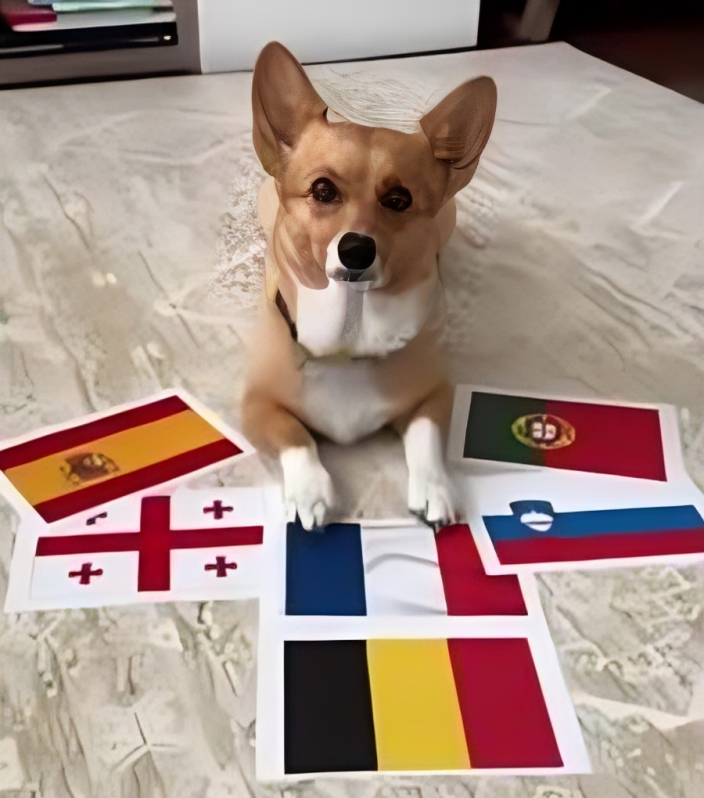 Perrito corgi predice a ganadores 
