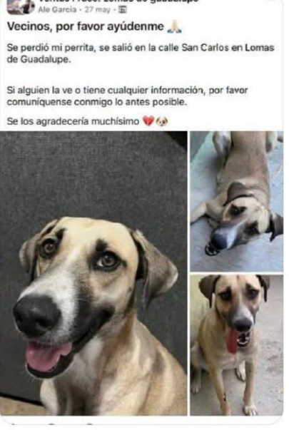 Reportan a perrita extraviada