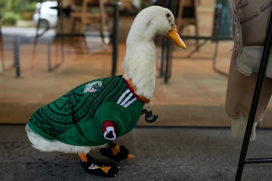 Merlín, el pato mundialista que está rompiendo las redes