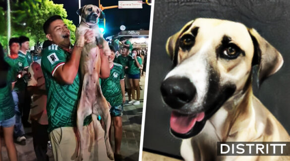 Perrita perdida reaparece celebrando triunfo de la Selección