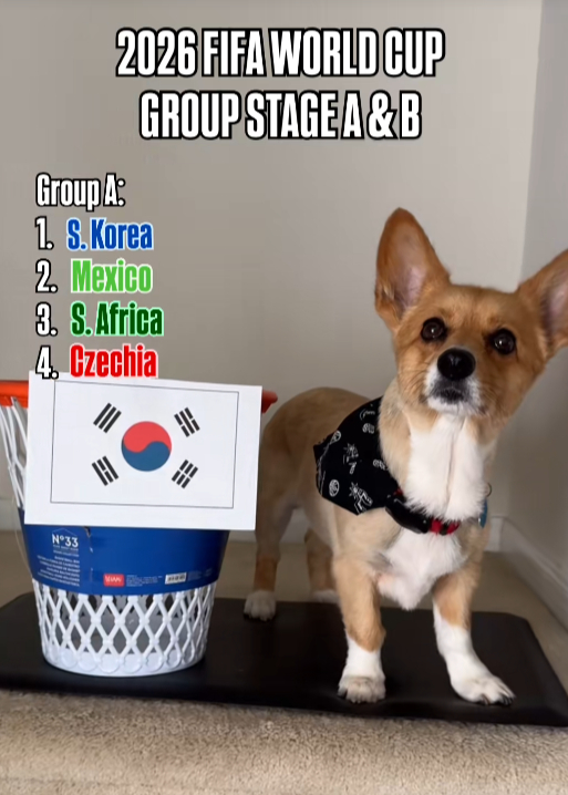 Predicción de perrito corgi sobre el Mundial 2026