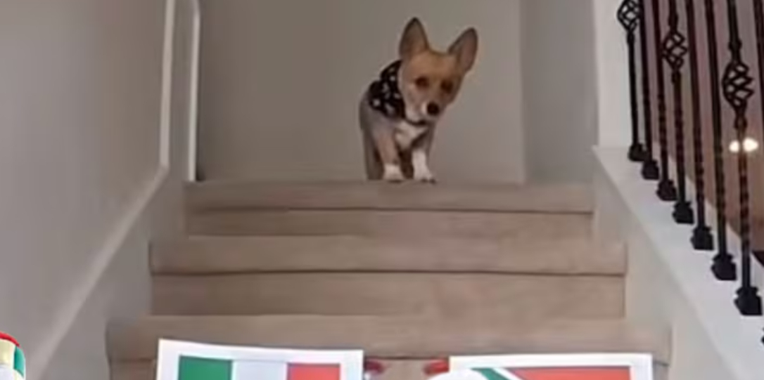 Perrito corgi predice el lugar de México en su grupo 
