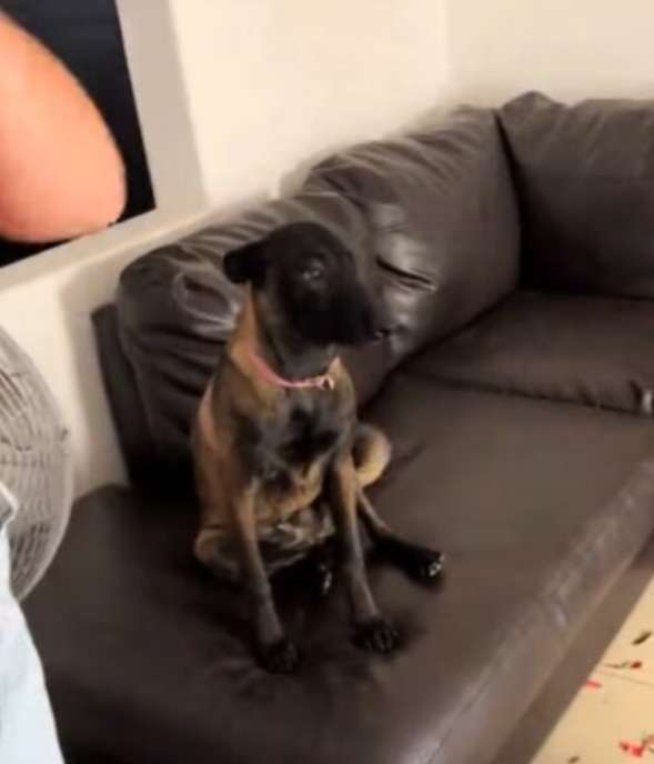 Perrito destruye álbum Panini