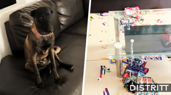 Perrito destruye álbum Panini del Mundial 2026