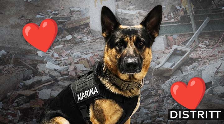 ¿Quién es Max, el perro rescatista mexicano? |FOTOS