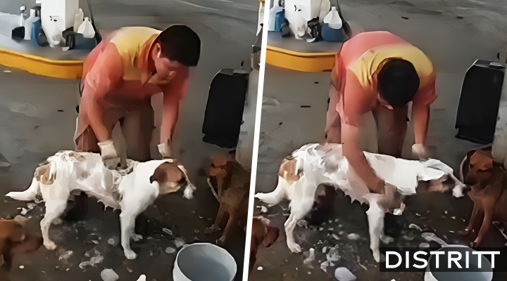 Despiden a gasolinero por bañar a perros en su hora de descanso