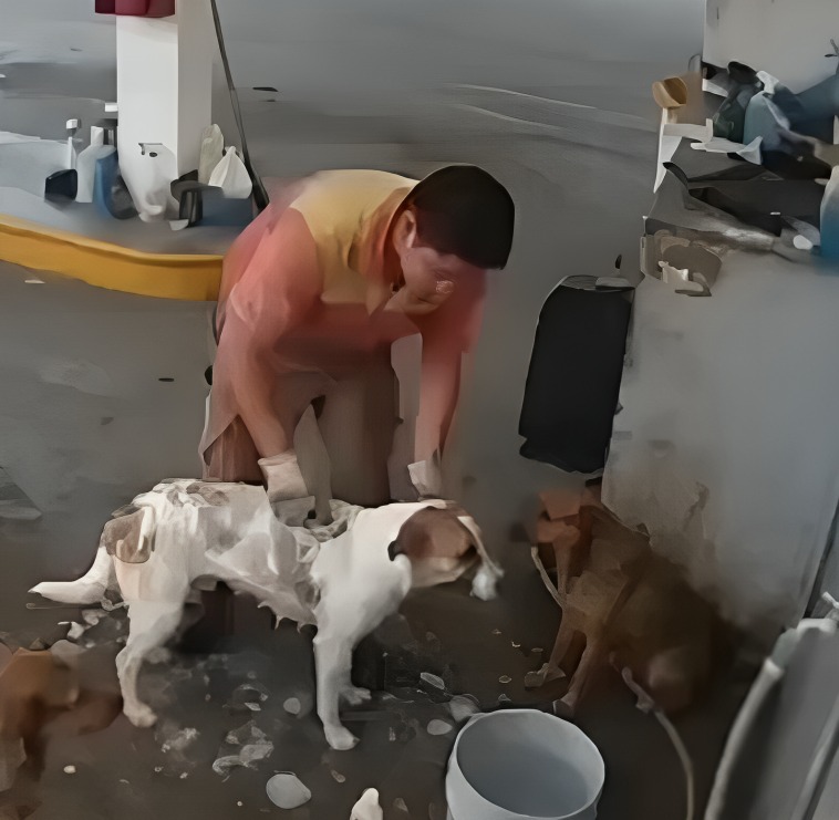Hombre baña a perros de la calle en su hora libre